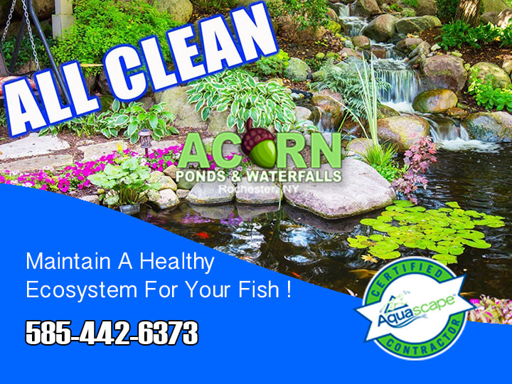 Pond Cleaning, Maintenance & Leak Repair 585-442-6373 – Acorn Pond & Waterfalls